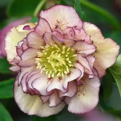 Eleboras - Helleborus Double Ellen PICOTEE / Picotee shades