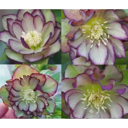 Helleborus Double Ellen GREEN PICOTEE SHADES ®