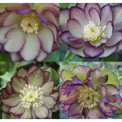 Eleboras - Helleborus Double Ellen GREEN / Green PICOTEE SHADES ®