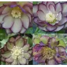 Helleborus Double Ellen GREEN PICOTEE SHADES ®