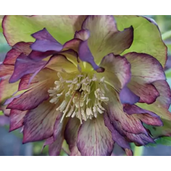 Eleboras - Helleborus Double Ellen GREEN / Green PICOTEE SHADES ®