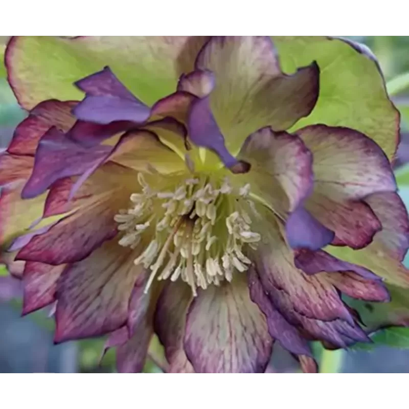 Eleboras - Helleborus Double Ellen GREEN / Green PICOTEE SHADES ®