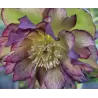 Helleborus Double Ellen GREEN PICOTEE SHADES ®
