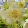 Eleboras - Helleborus Pretty Ellen YELLOW SHADES