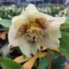 Helleborus Pretty Ellen YELLOW SHADES