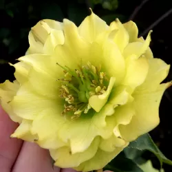 Helleborus Double Ellen YELLOW MIXTURE