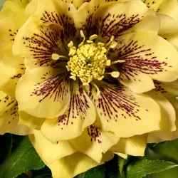 Helleborus Double Ellen YELLOW MIXTURE