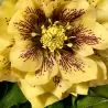 Eleboras - Helleborus Double Ellen YELLOW MIXTURE