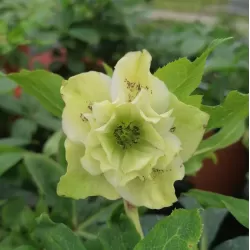 Helleborus Double Ellen YELLOW MIXTURE