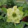 Helleborus Double Ellen YELLOW MIXTURE