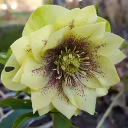 Helleborus Double Ellen YELLOW MIXTURE