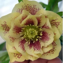 Helleborus Double Ellen YELLOW MIXTURE