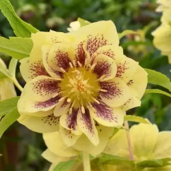 Helleborus Double Ellen YELLOW MIXTURE