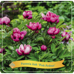 Bijūnas - Paeonia ITOH PINK ARDOUR
