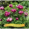 Bijūnas - Paeonia ITOH PINK ARDOUR