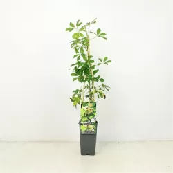 Egzotiniai augalai internetu