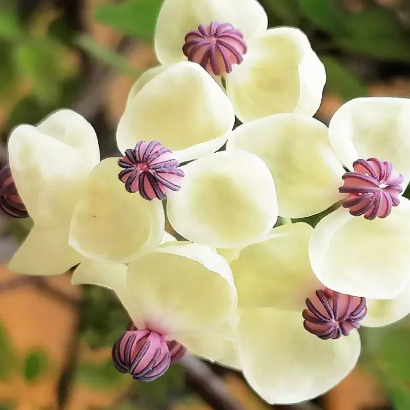 Egzotiniai augalai internetu