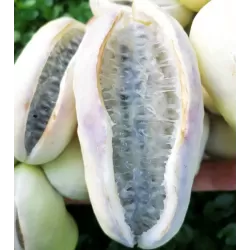 Egzotiniai augalai internetu