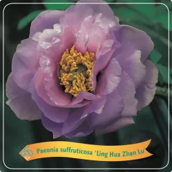 Bijūnas krūminis - Paeonia suffruticosa LING HUA ZHAN LU