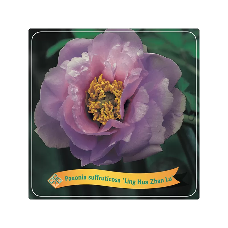Bijūnas krūminis - Paeonia suffruticosa LING HUA ZHAN LU