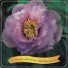 Bijūnas krūminis - Paeonia suffruticosa LING HUA ZHAN LU