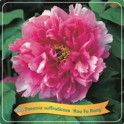 Bijūnas krūminis - Paeonia suffruticosa ROU FU RONG