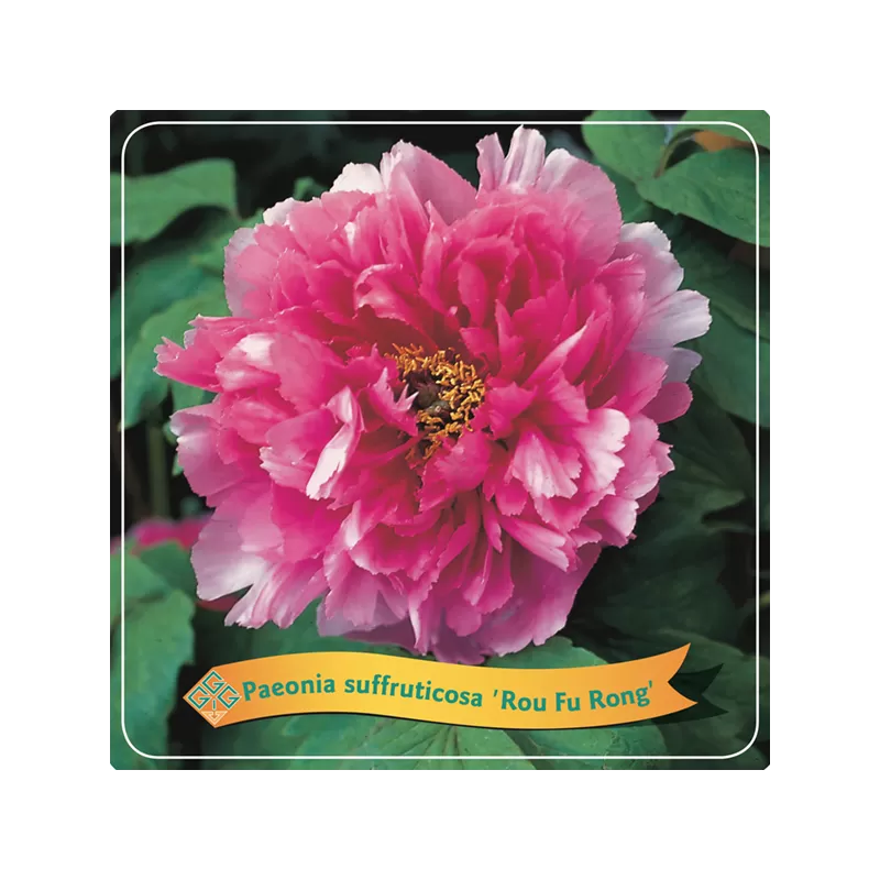 Bijūnas krūminis - Paeonia suffruticosa ROU FU RONG