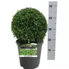 Paprastasis buksmedis (rutulys) - Buxus sempervirens BALL