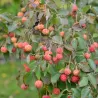 Dogwood - Cornus kousa CHINA GIRL