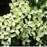 Dogwood - Cornus kousa CHINA GIRL