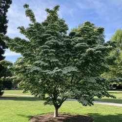 Dogwood - Cornus kousa CHINA GIRL