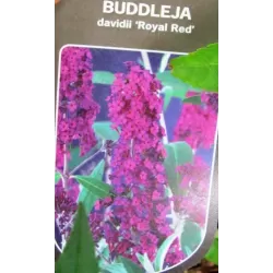 Davido budlėja - Buddleja davidii ROYAL RED