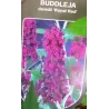 Davido budlėja - Buddleja davidii ROYAL RED
