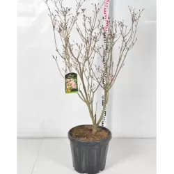 Cornus kousa SATOMI