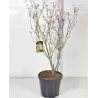 Cornus kousa SATOMI