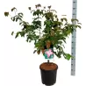Cornus kousa SATOMI