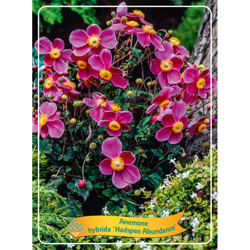 Plukė - Anemone hybrida HADSPEN ABUNDANCE