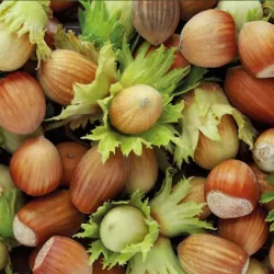 Lazdynas - Corylus avellana PENDULA