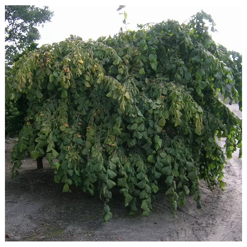 Lazdynas - Corylus avellana PENDULA
