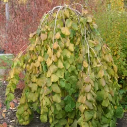 Lazdynas - Corylus avellana PENDULA