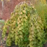 Lazdynas - Corylus avellana PENDULA