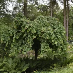 Lazdynas - Corylus avellana PENDULA