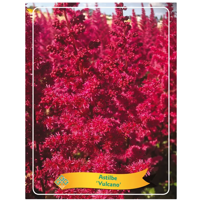 Astilbe VULCANO