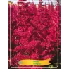 Astilbė - Astilbe VULCANO