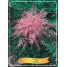 Astilbe SPRITE