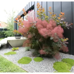 Užsisakyk augalus pavasariui jau dabar