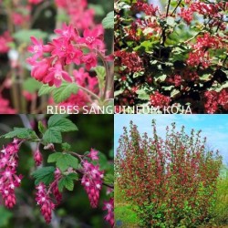 Raudonžiedis serbentas - Ribes sanguineum Koja P11X11X21C2...