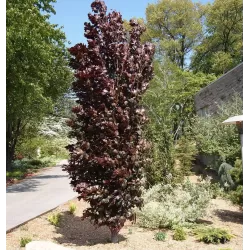 Paprastasis bukas - Fagus sylvatica ROHAN OBELISK