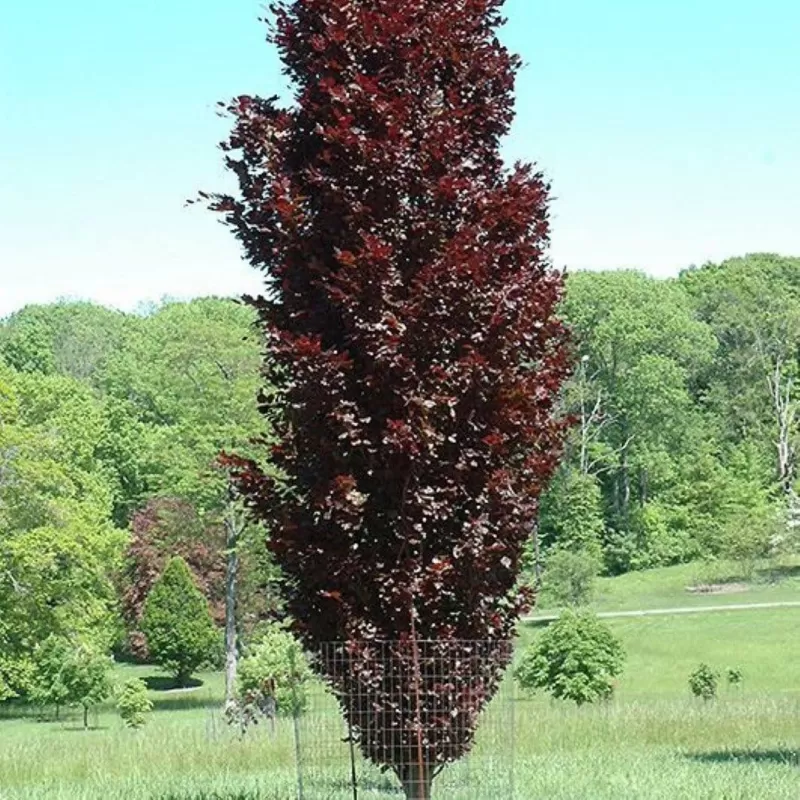 Paprastasis bukas - Fagus sylvatica ROHAN OBELISK
