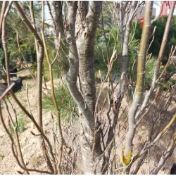 Paprastasis bukas - Fagus sylvatica ROHAN OBELISK